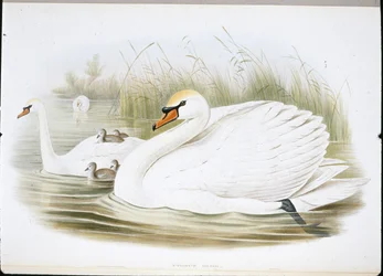 Höckerschwan (Cygnus Olor)