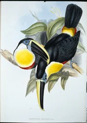 Küssender Tukan (Ramphastos Osculans)