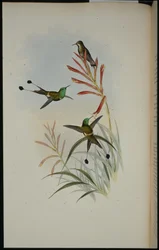 Fächerschwanz (Discura Longicauda)