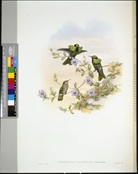 Roraima Coquette (Lophornis Pavoninus)