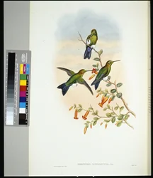 Saphirbauch-Puffbein (eriocnemis sapphiropygia)