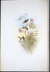 Kurzschwanz-Waldstern (Calothorax Micrurus)