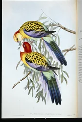 Prachtrosella (Platycercus Splendidus)
