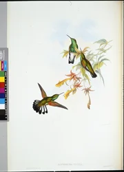 Streifenschwanzkolibri (Eupherusa eximia)