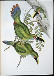 Weißband-Tukan (Aulacoramphus Albivitta)