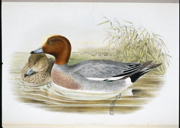 Pfeifente (Mareca Penelope)