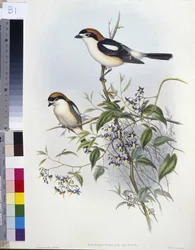 Rotkopfwürger (handkolorierte Lithografie)