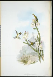 Yarrells Rackettschwanzkolibri (Calothorax yarrellii)