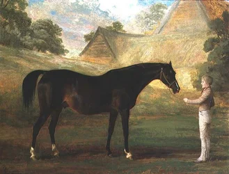 Fingerhut, ein brauner Vollblüter