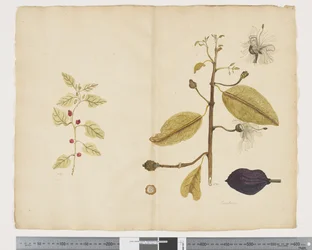 F.18 Tetragonia implexicoma; Caparis nobilis 