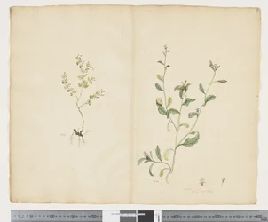 F.25 Euphorbia sparrmannii; Lobelia alata, ca. 1790-95