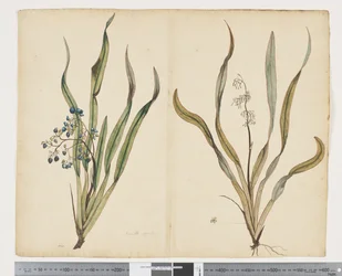 F.29 Dianella intermedia, ca. 1790-95