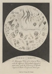 Eine mikroskopische Ansicht eines Wassertropfens