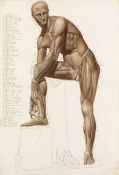 Anatomische Studie: Menschliche Muskulatur, in der Pose von Praxiteles
