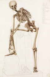 Anatomische Studie: das menschliche Skelett, in der Pose von Praxiteles