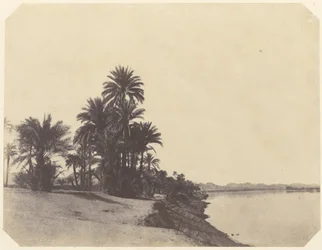 Studien von Dattelpalmen