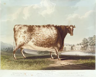 Die Airedale-Kuh, graviert von R. Reeve, 1820 (Farbstich)