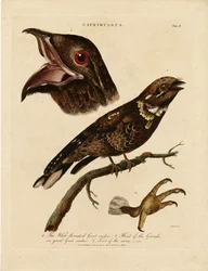Nachtschwalben (Caprimulgus)