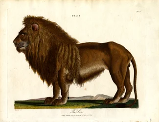 Der Löwe (Felis; Tafel I)