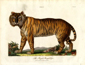 Der Königliche Bengalische Tiger (Felis Tigris)