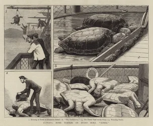 Heimbringen von Schildkröten an Bord der HMS Jumna