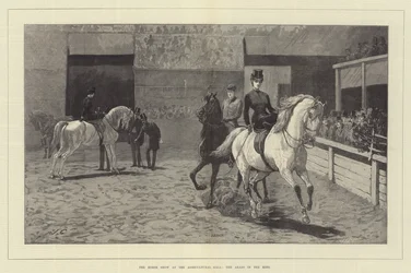 Die Pferdeschau in der Agricultural Hall, die Araber im Ring