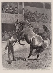 Der königliche Besuch der Ausstellung von Jägern und Vollblütern in Islington