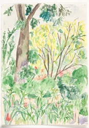 Goldregen in einem Garten