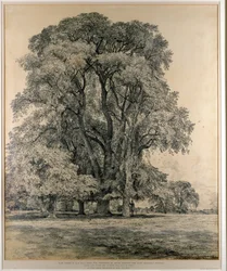 Ulmen im Old Hall Park, East Bergholt, 1817 (Bleistift)