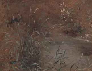 Schilf an einem Teich