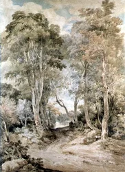 Waldszene