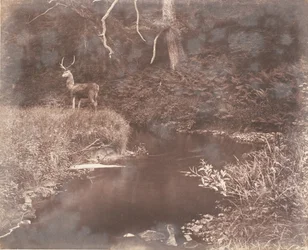 Die Lewitha, 1853-56