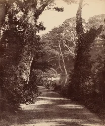 Der obere See, Penllergare Valley Woods