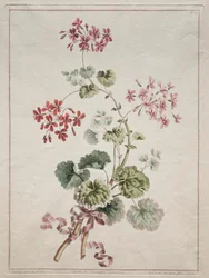 Eine Sammlung von Blumen aus der Natur gezeichnet: Nr. 6 - Scharlachrote und bunte Geranie, 1801