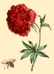 Pfingstrose: Paeonia Faemina Flore Pleno Rubro Majore