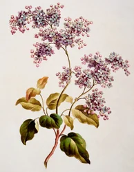 Schottischer Flieder, veröffentlicht 1793