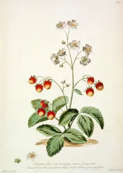 Erdbeere: Oval, speerförmig, raue Blätter und eine ovale Frucht aus 