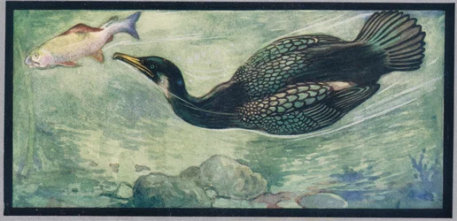 Ein Vogel jagt einen Fisch, Illustration aus 