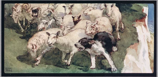 Bobtail-Schäferhund und Herde auf Klippen, Illustration aus 
