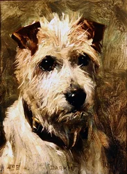 Dunkelhäutiger, 1903