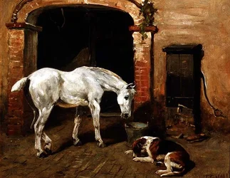 Grauer trinkt aus einem Eimer