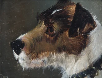 Kopf eines rauhaarigen Terriers