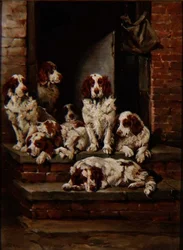 Spaniels in Hülle und Fülle