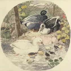 Enten