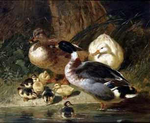 Enten und Entenküken