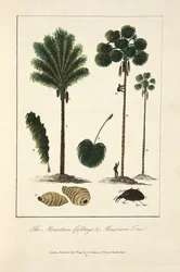 Der Bergkohl und der Maureecee-Baum