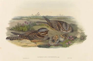 Ziegenmelker (Caprimulgus europaeus)
