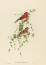 Carpodacus erythrinus Gemeiner Karmingimpel. Schöpfer: John Gould, Henry Constantine Richter