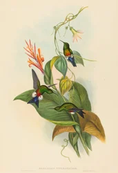 Eriocnemis cupreiventris Kupferbauch-Puffbein. Schöpfer: John Gould, Henry Constantine Richter