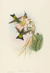Eriocnemis vestitus Glühender Puff-Leg